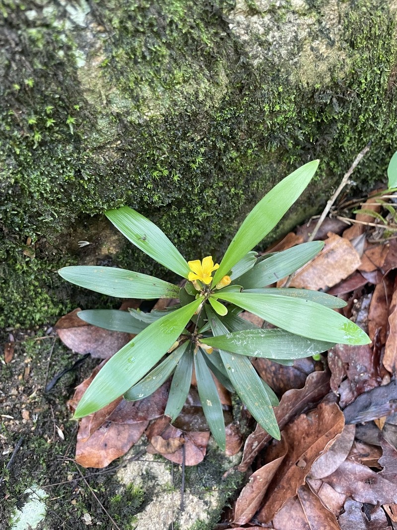 Oxalis fruticosa photo 4