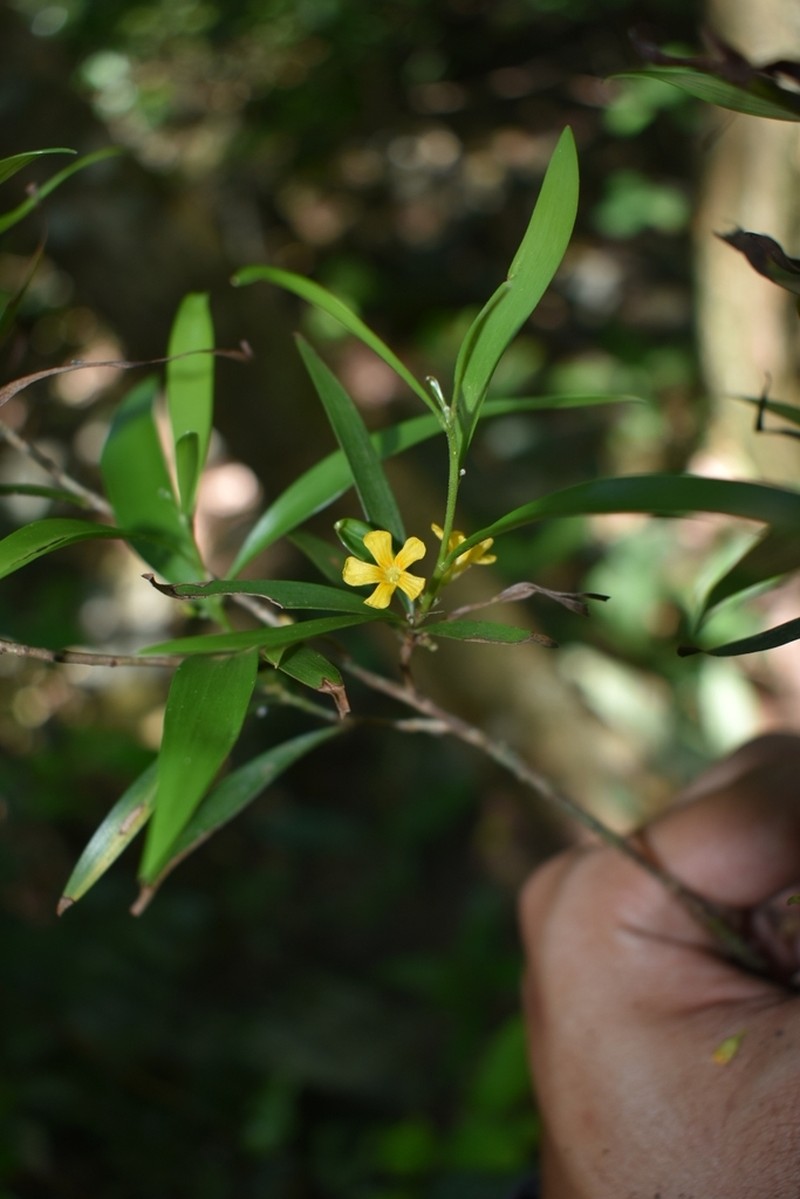 Oxalis fruticosa photo 7