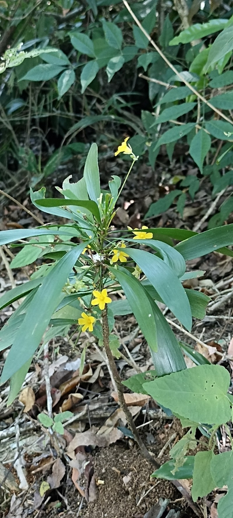 Oxalis fruticosa photo 8
