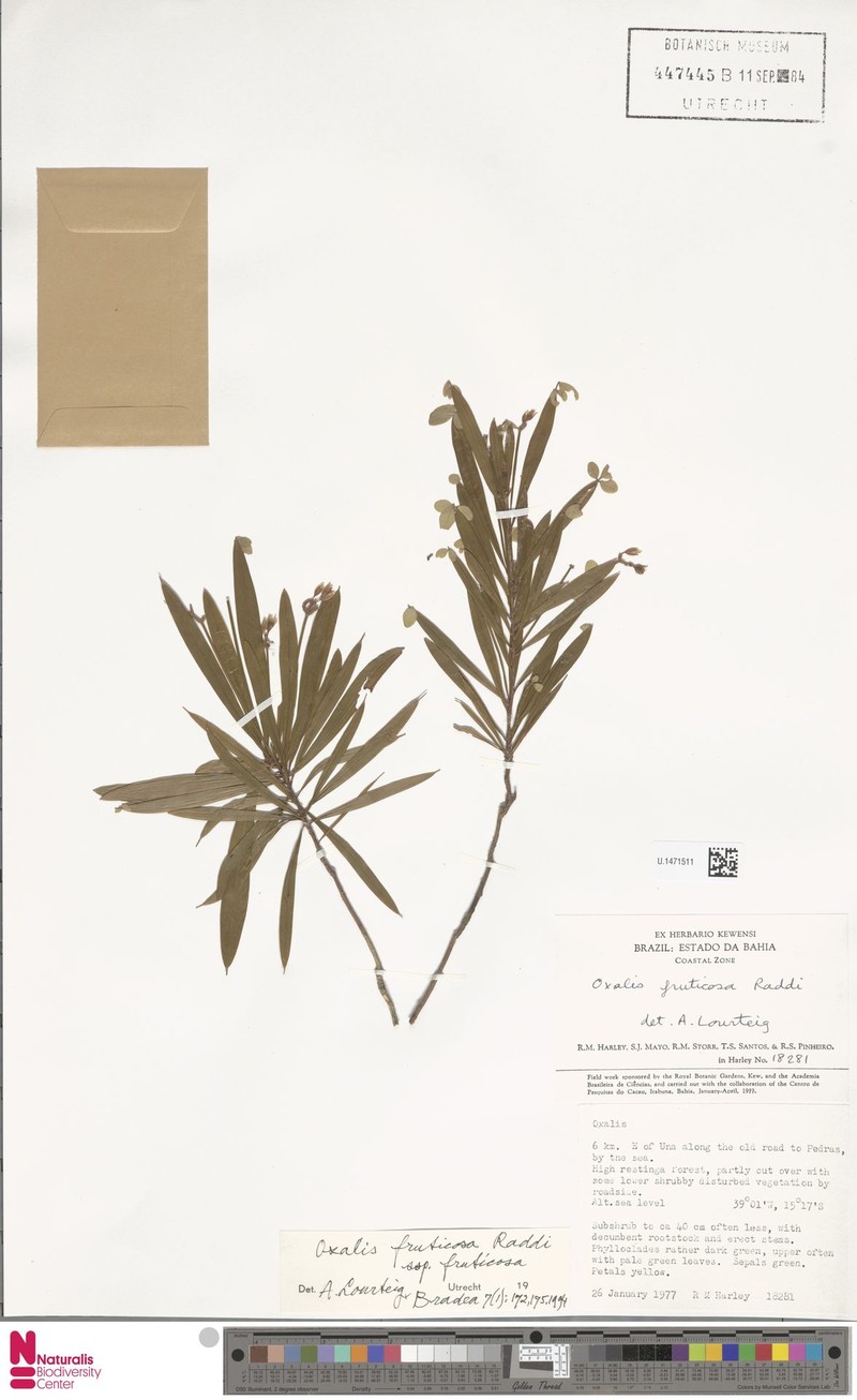 Oxalis fruticosa subsp. fruticosa