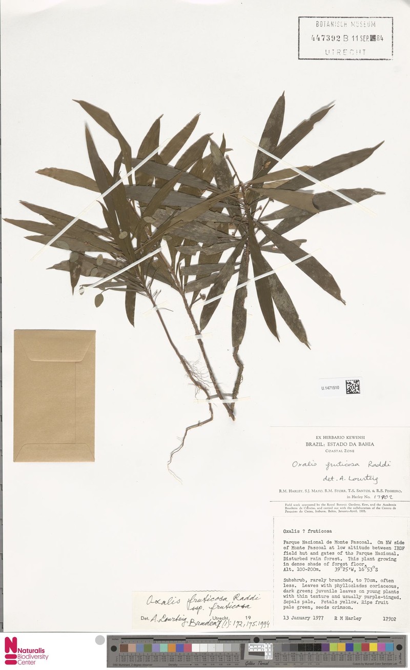 Oxalis fruticosa subsp. fruticosa photo 2