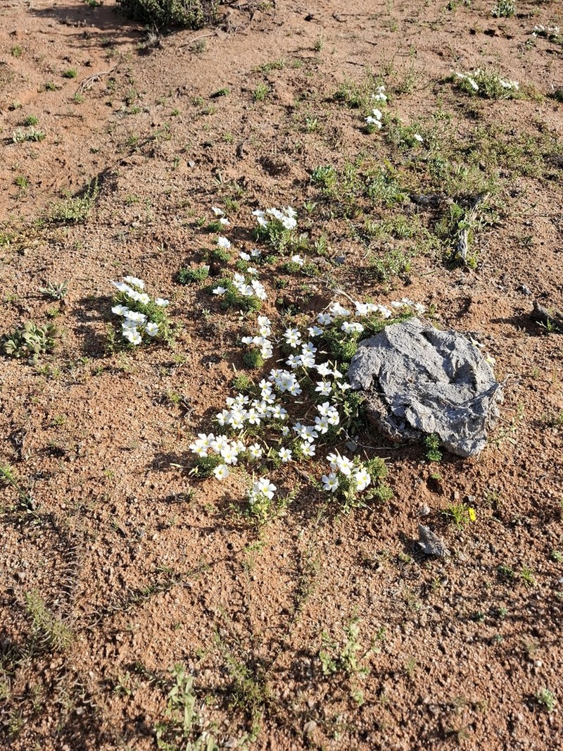 Oxalis furcillata photo 2