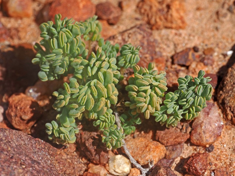 Oxalis furcillata photo 3