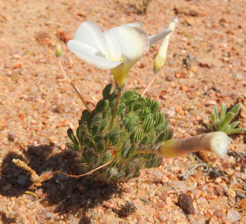 Oxalis furcillata photo 4