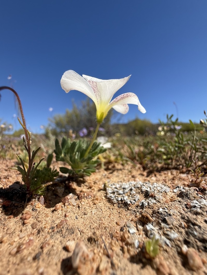 Oxalis furcillata photo 5