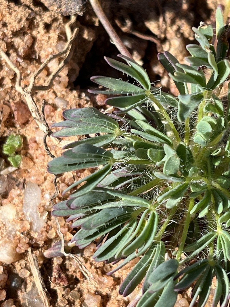 Oxalis furcillata photo 6