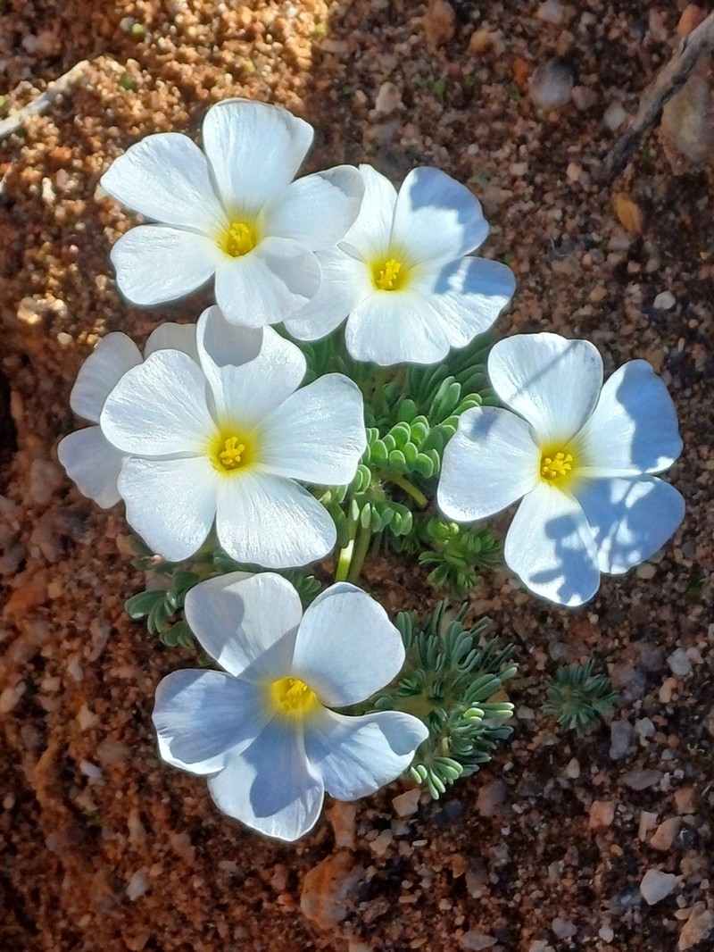 Oxalis furcillata photo 7
