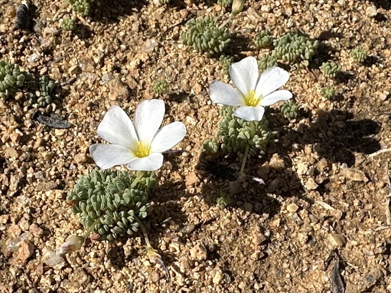 Oxalis furcillata photo 8
