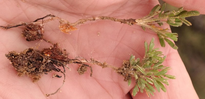 Oxalis furcillata var. furcillata