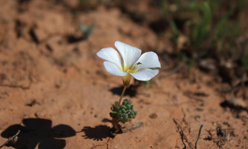 Oxalis furcillata var. furcillata photo 2