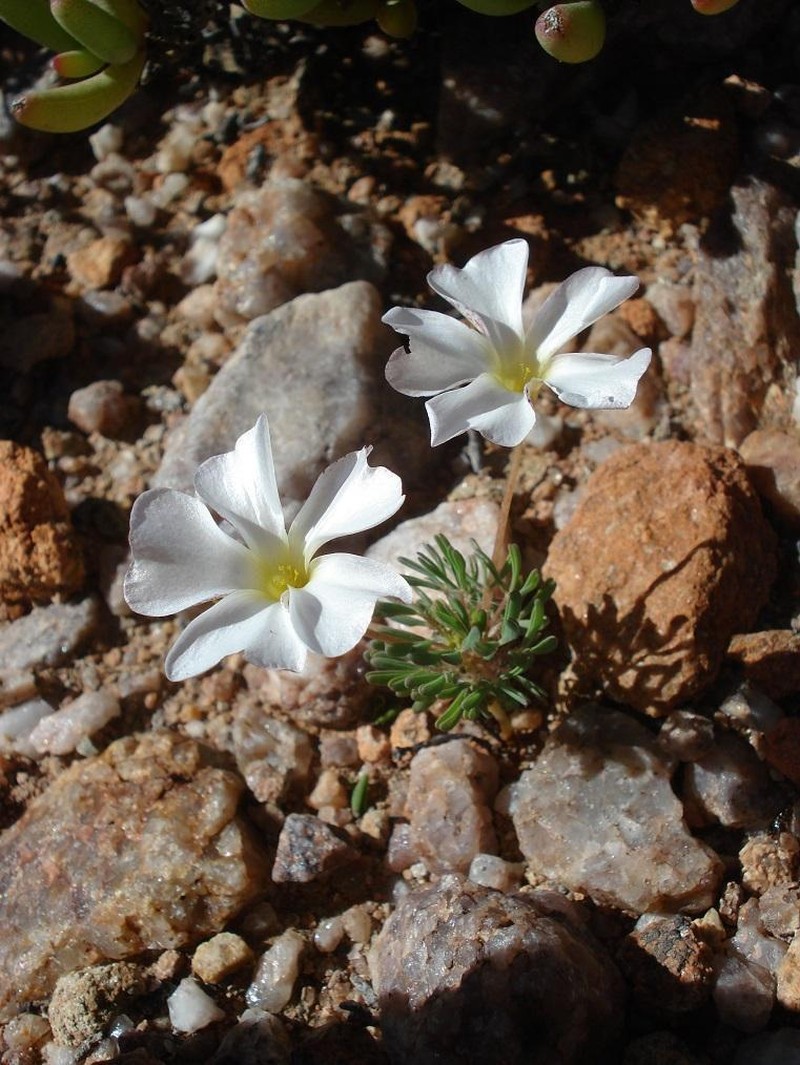 Oxalis furcillata var. furcillata photo 3