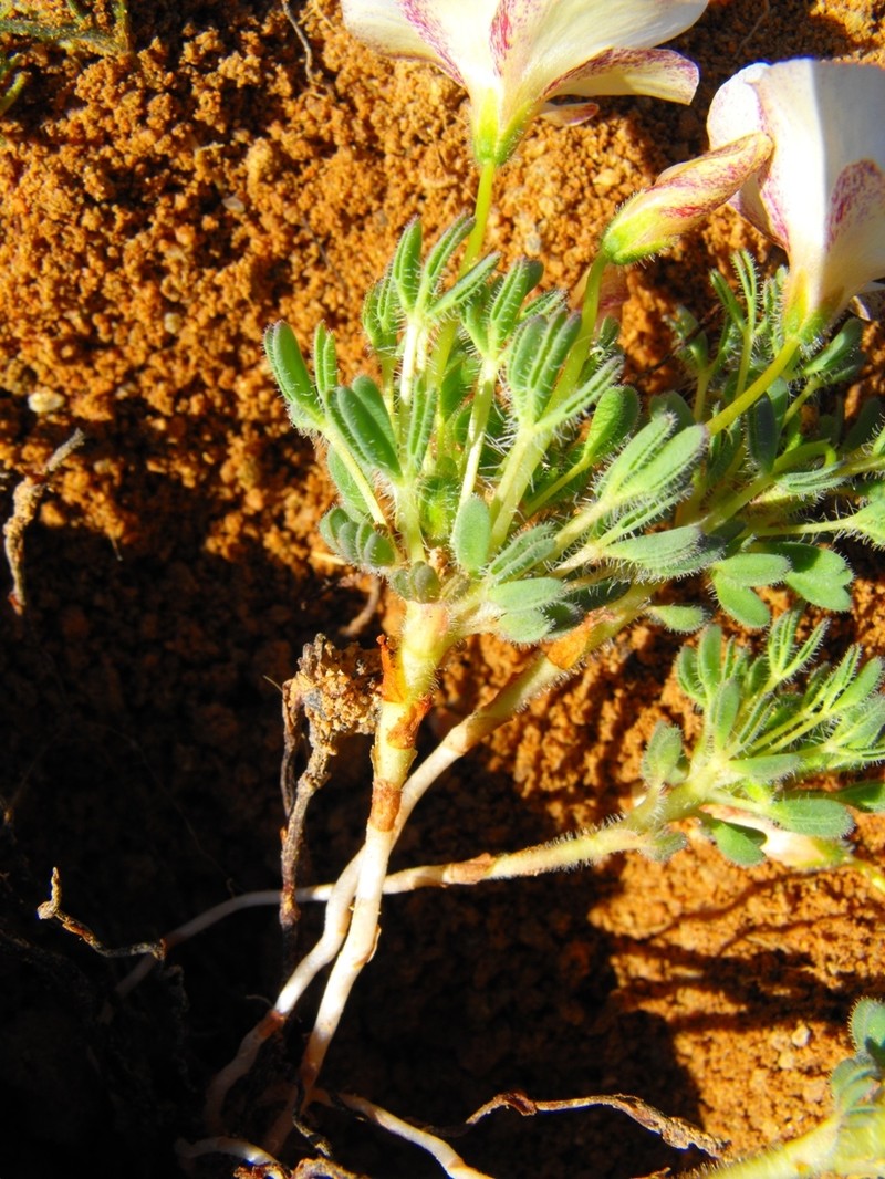 Oxalis furcillata var. furcillata photo 4