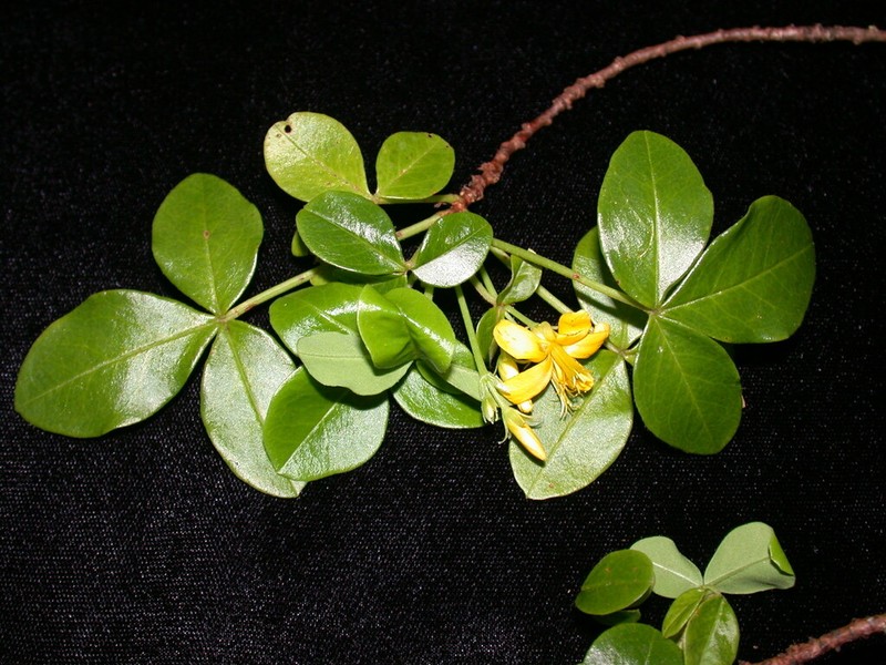 Oxalis gagneorum