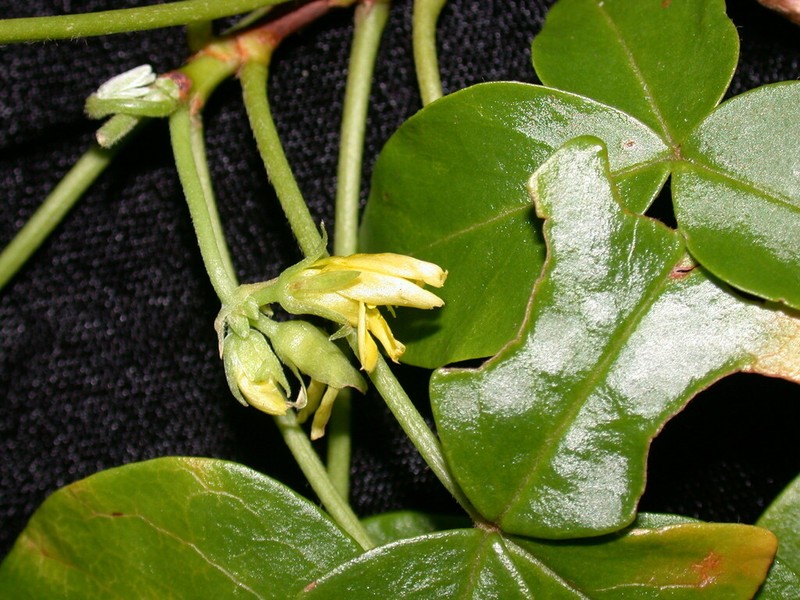 Oxalis gagneorum photo 2