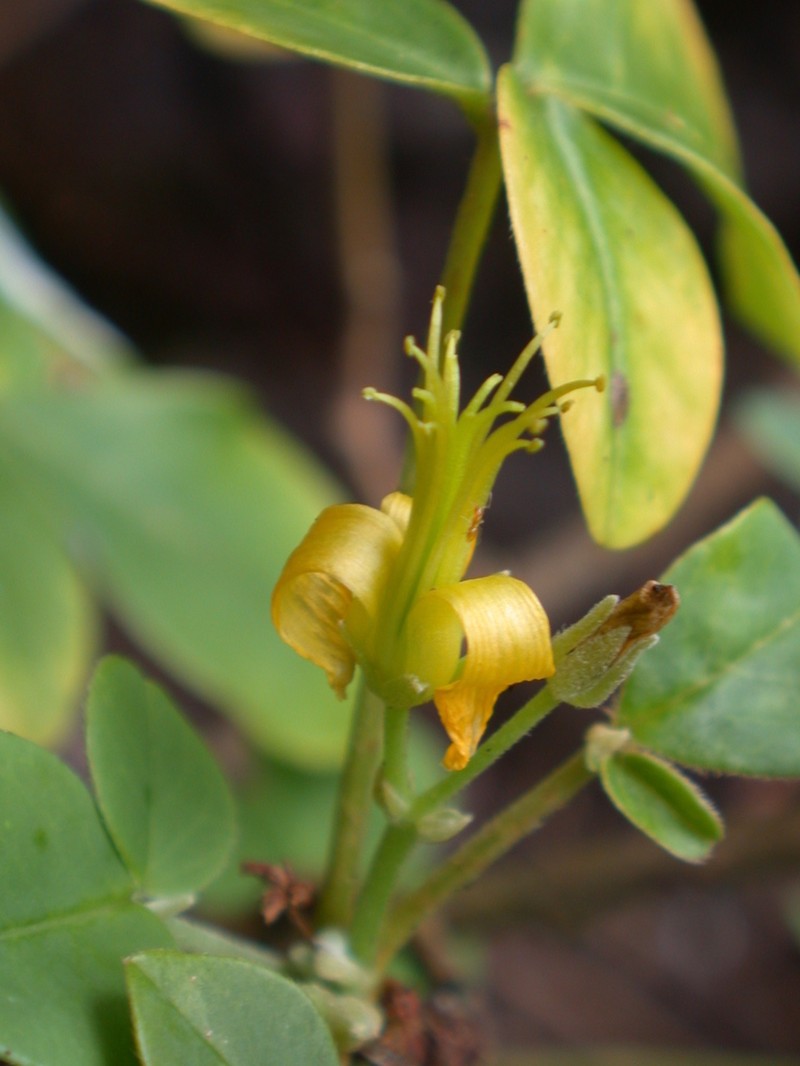 Oxalis gagneorum photo 3