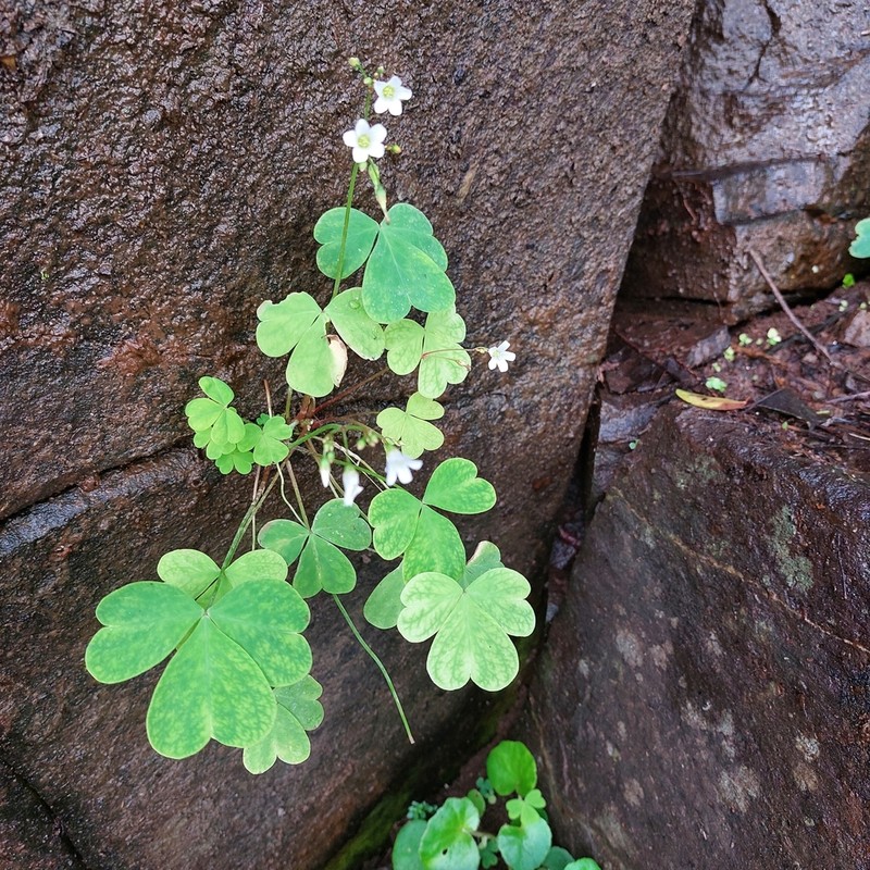 Oxalis geralensis
