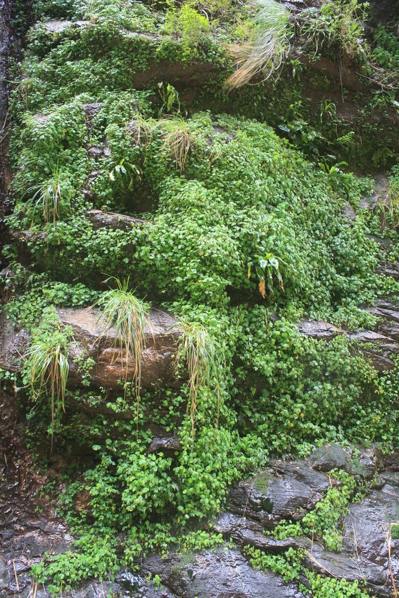 Oxalis geralensis photo 2