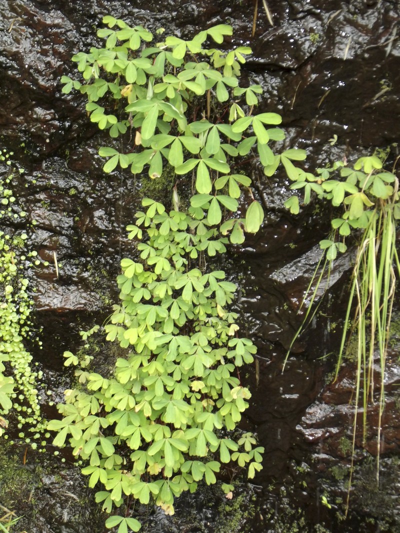Oxalis geralensis photo 3