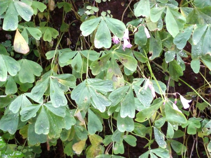 Oxalis geralensis photo 4
