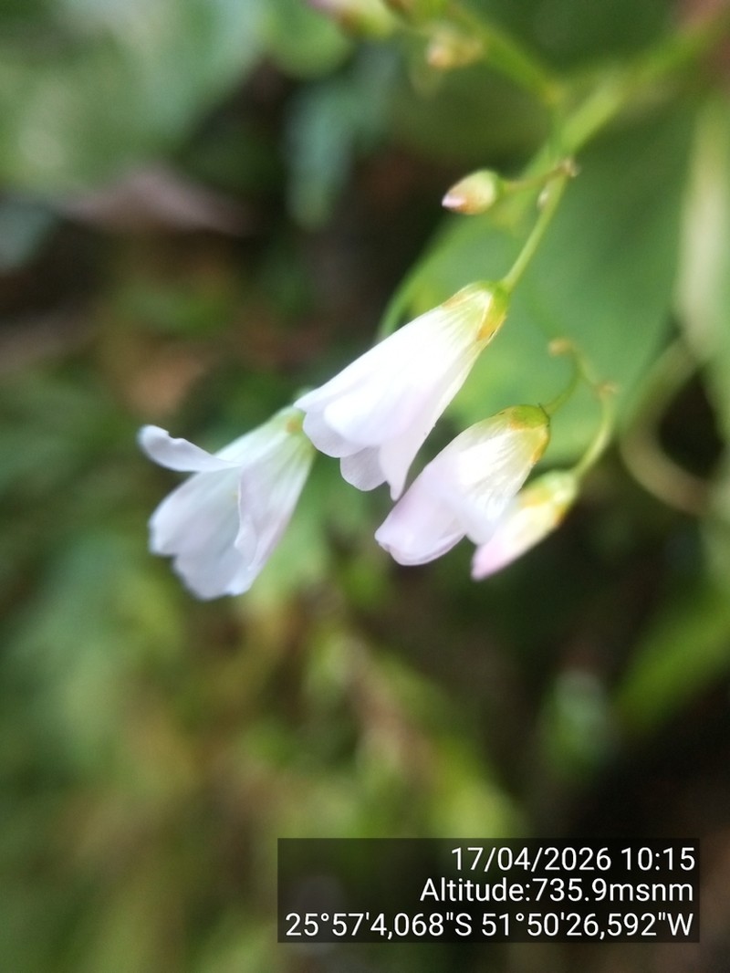 Oxalis geralensis photo 5