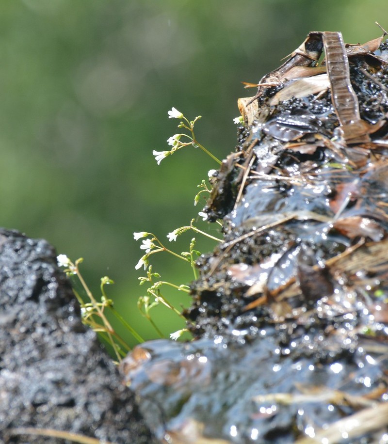 Oxalis geralensis photo 6