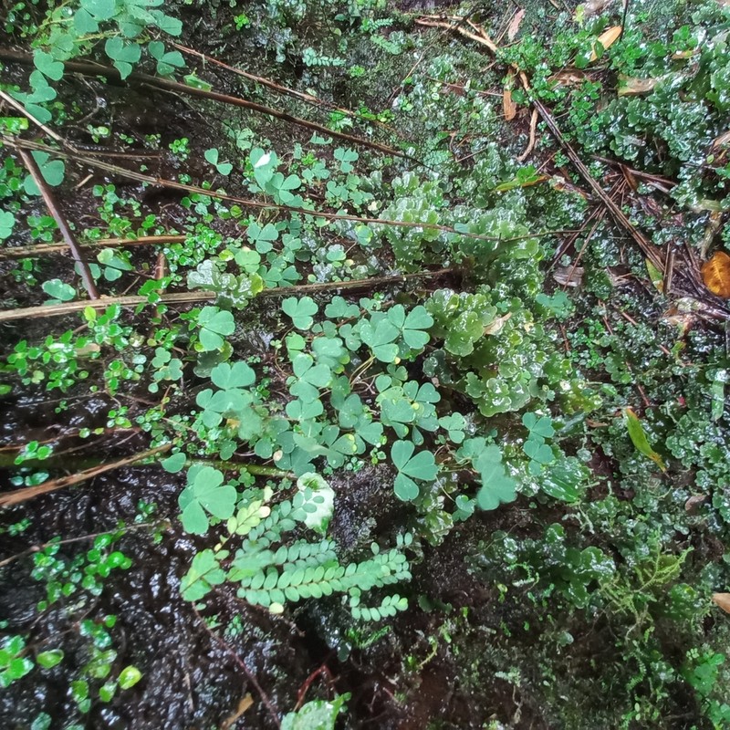 Oxalis geralensis photo 7