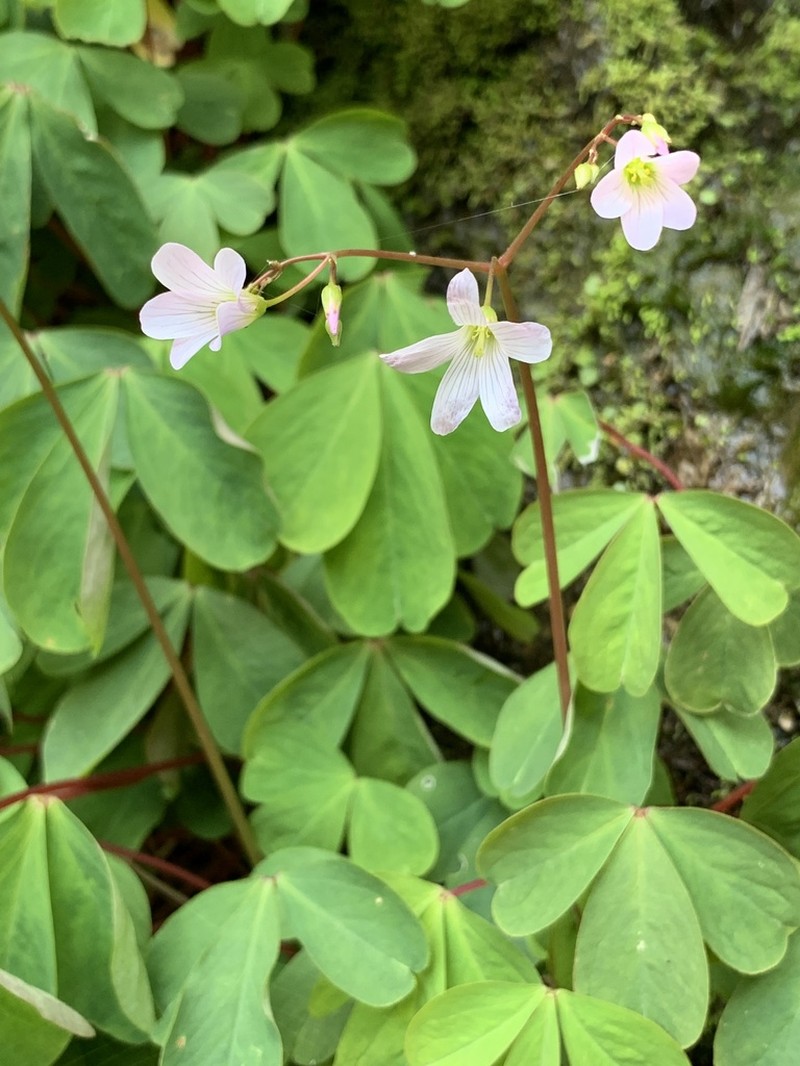 Oxalis geralensis photo 8