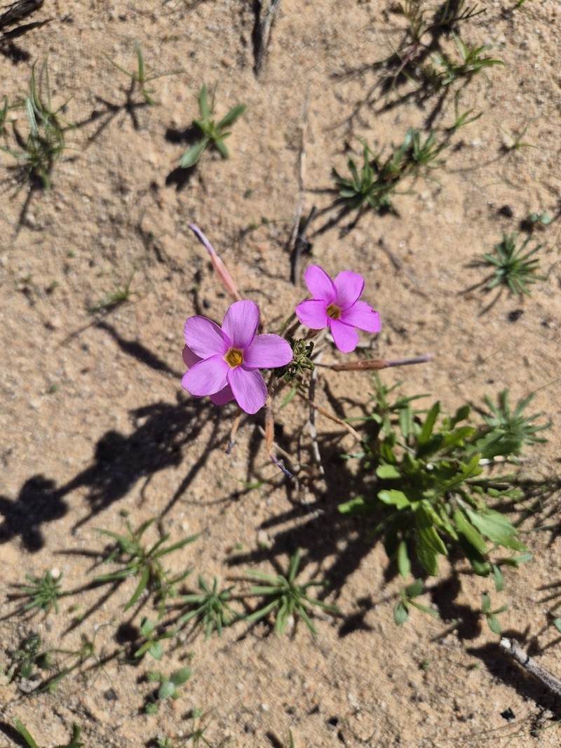 Oxalis giftbergensis photo 2