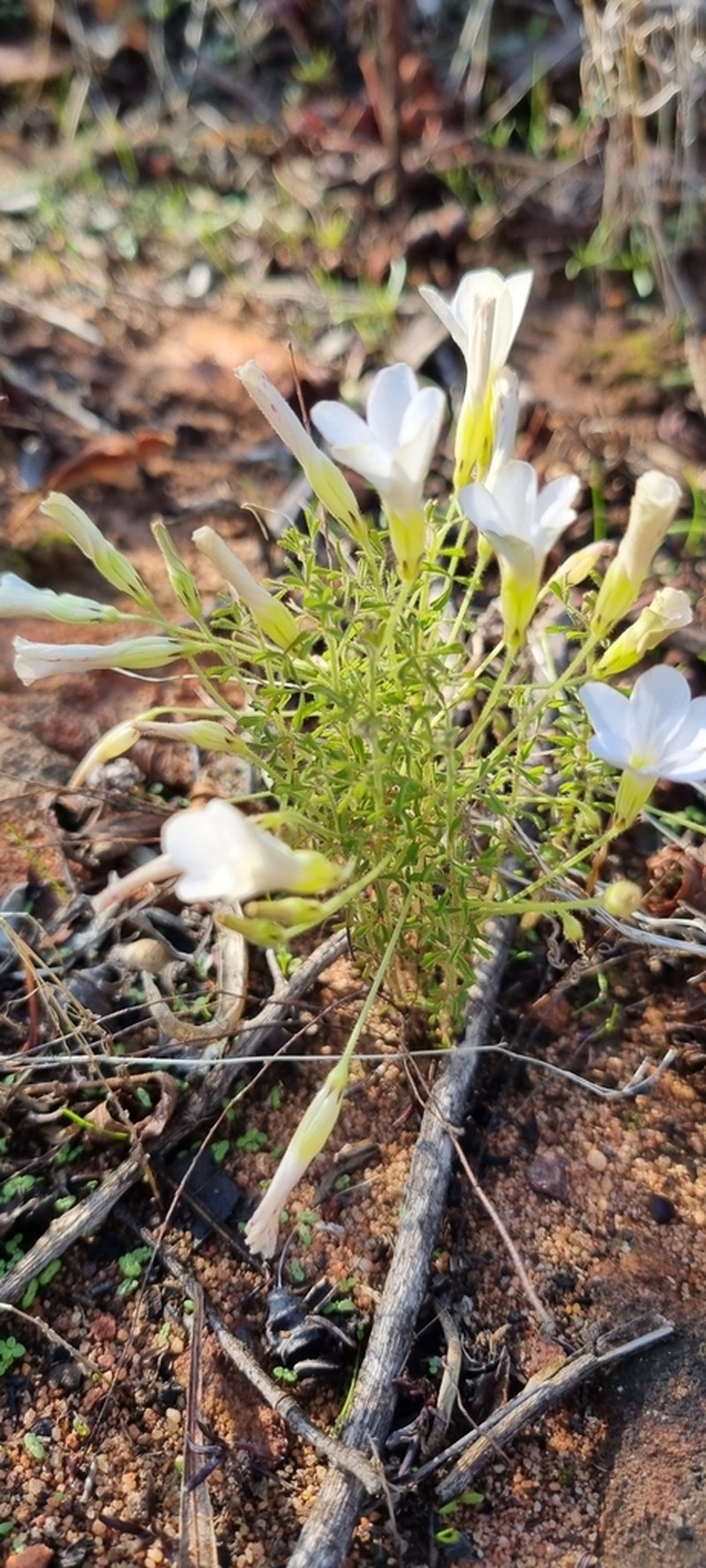 Oxalis giftbergensis photo 3