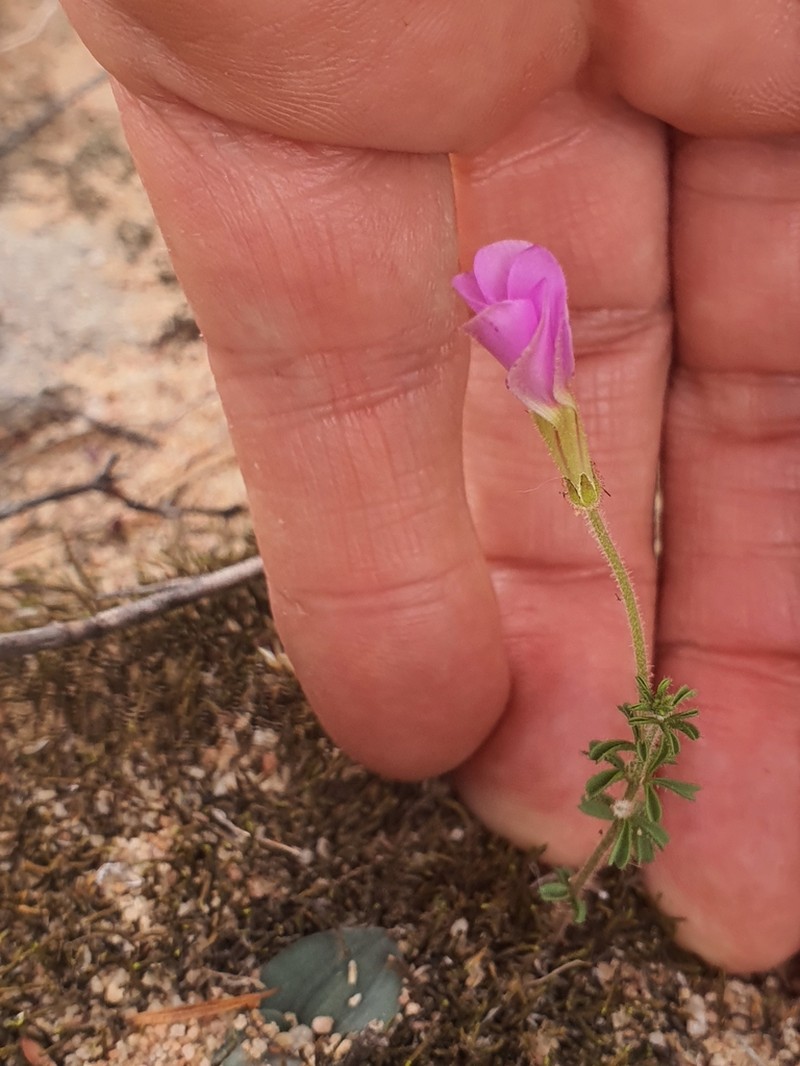 Oxalis giftbergensis photo 5