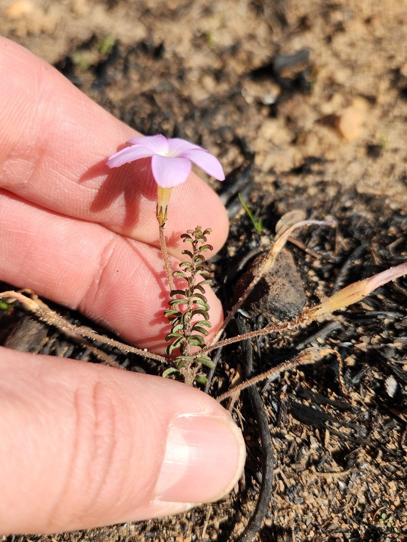Oxalis giftbergensis photo 6