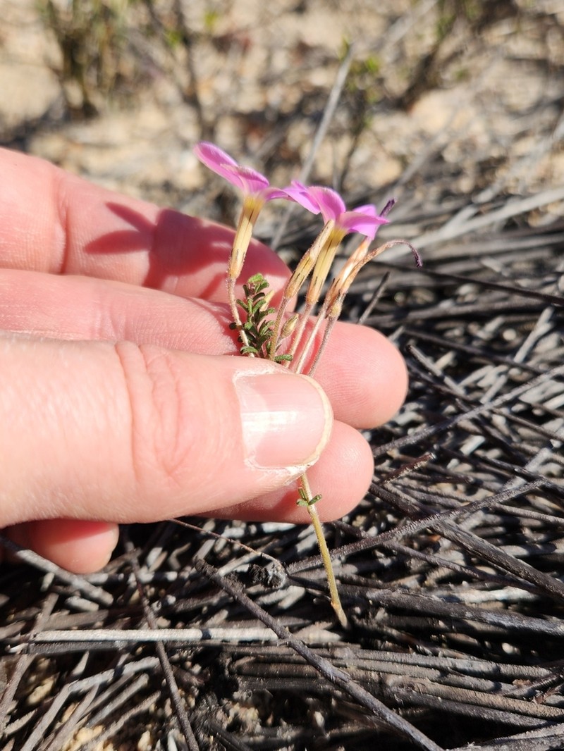 Oxalis giftbergensis photo 7
