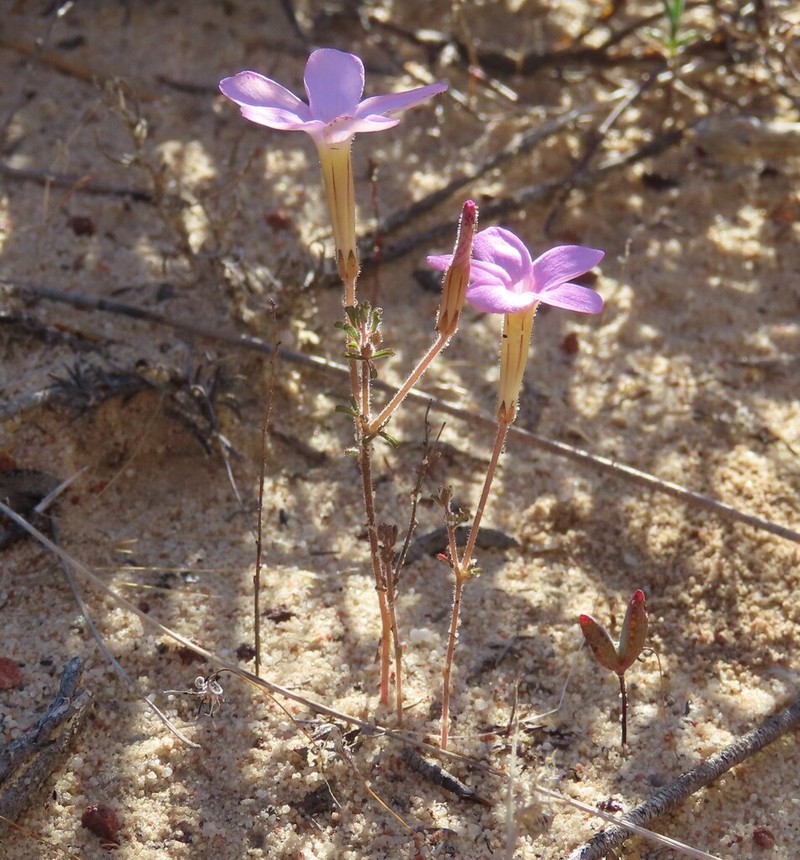 Oxalis giftbergensis photo 8