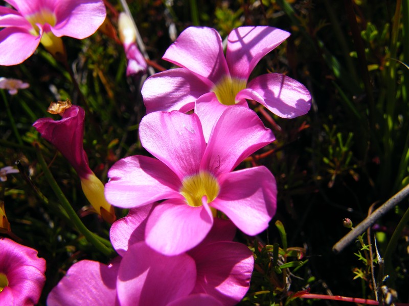 Oxalis glabra