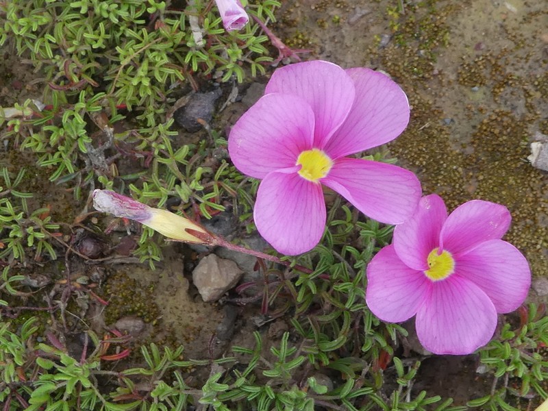 Oxalis glabra photo 2