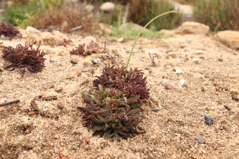 Oxalis glabra photo 3