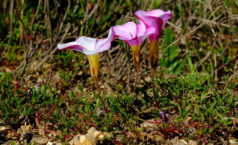 Oxalis glabra photo 4