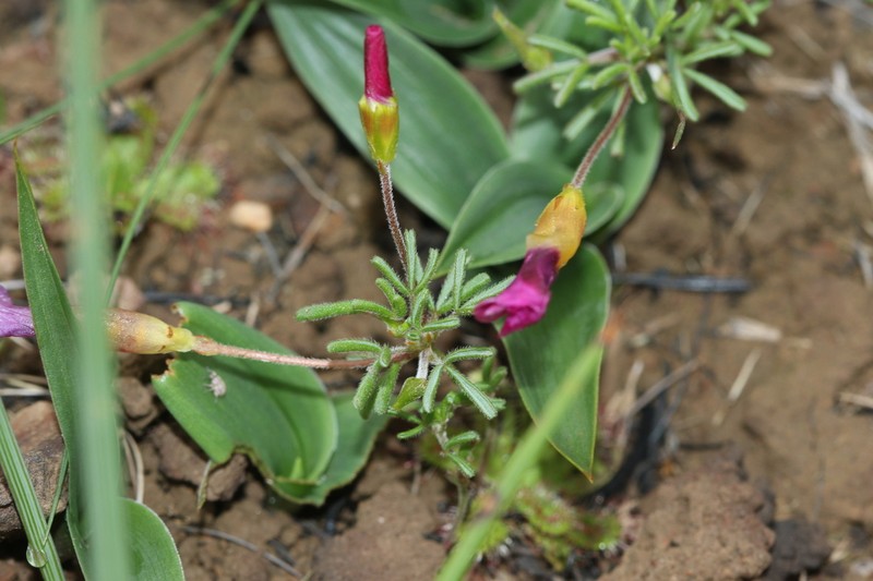 Oxalis glabra photo 5