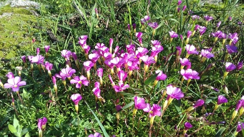 Oxalis glabra photo 6