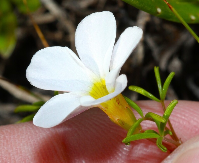 Oxalis glabra photo 7