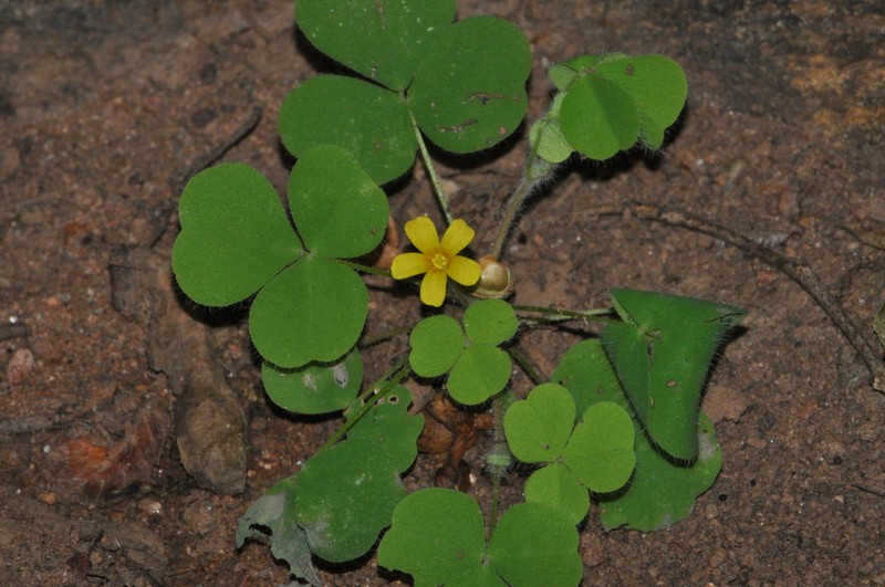 Oxalis glaucescens
