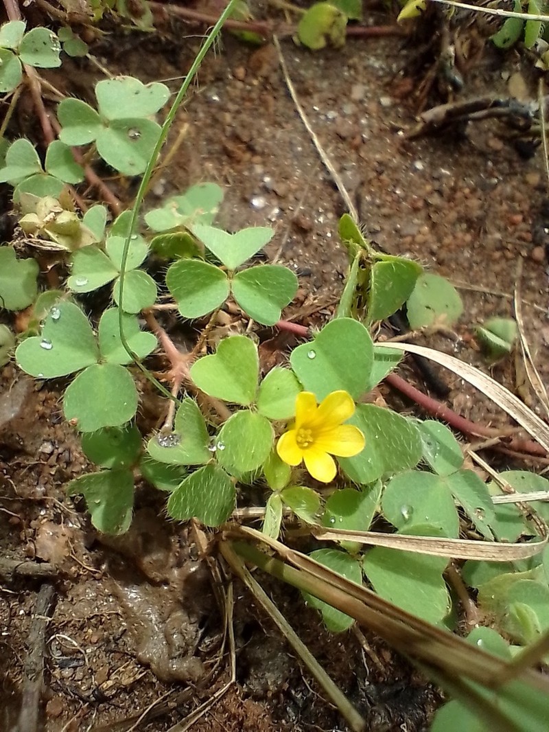 Oxalis glaucescens photo 2