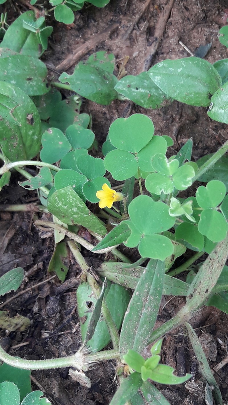 Oxalis glaucescens photo 3