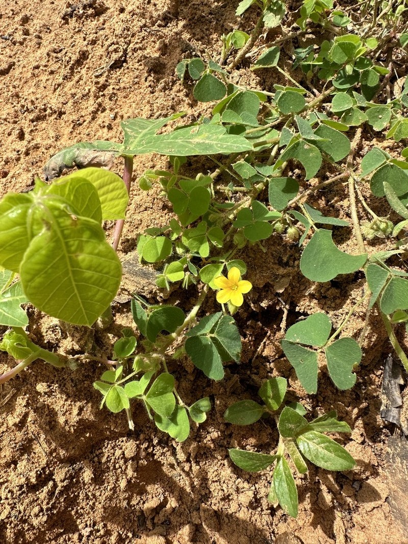 Oxalis glaucescens photo 4
