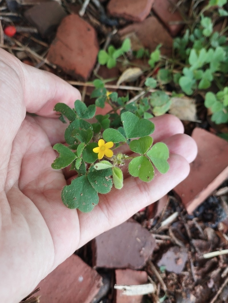 Oxalis glaucescens photo 5