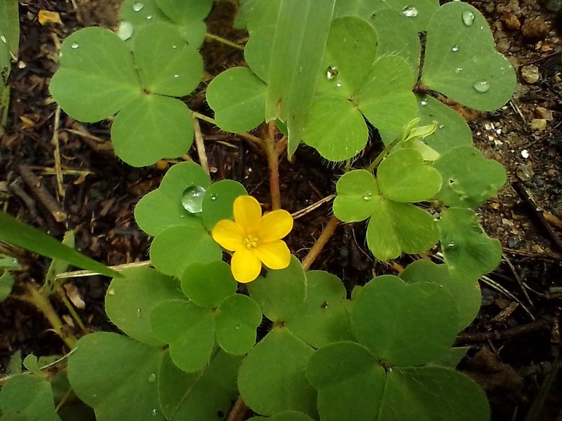 Oxalis glaucescens photo 6