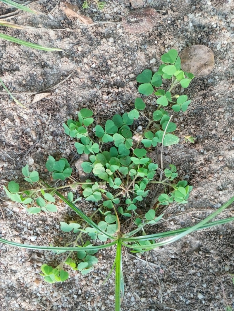 Oxalis glaucescens photo 7