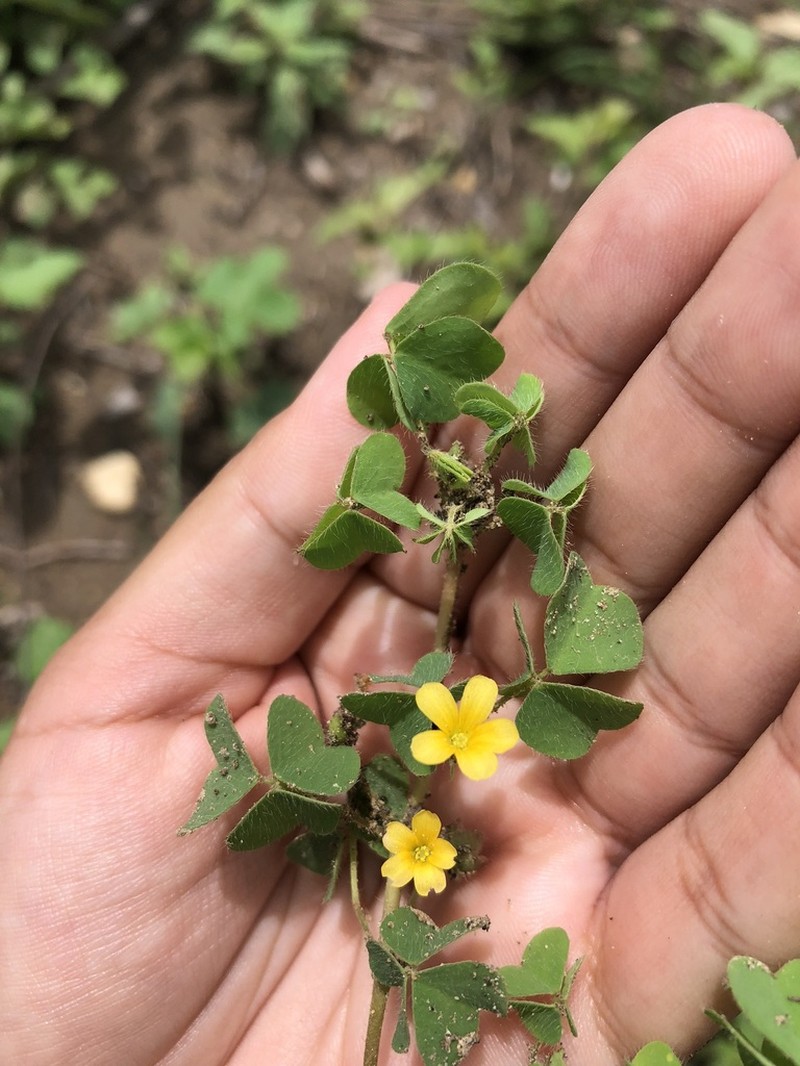 Oxalis glaucescens photo 8