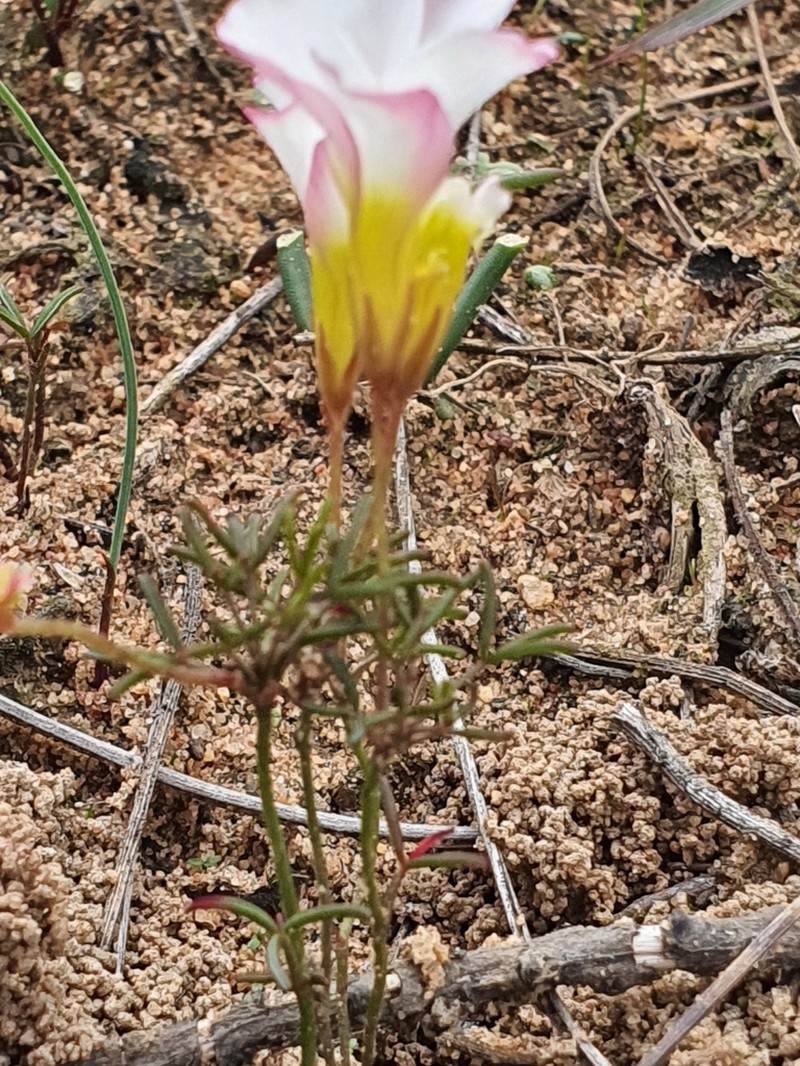 Oxalis goniorhiza