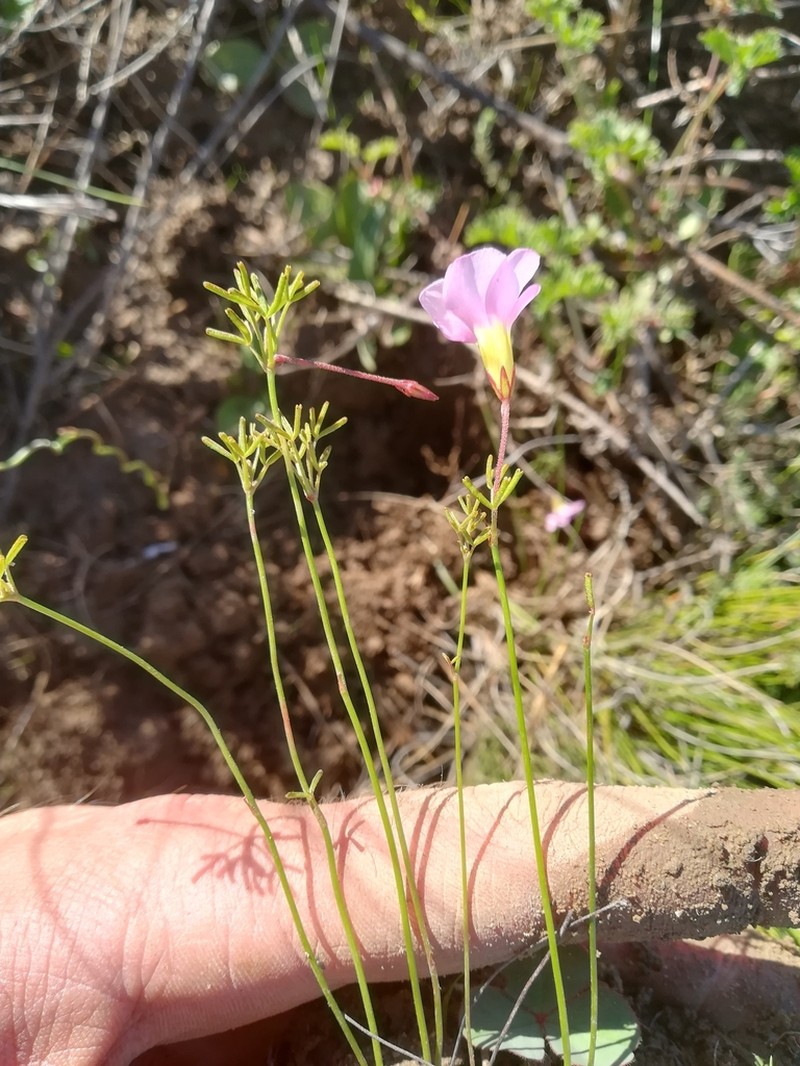 Oxalis goniorhiza photo 2